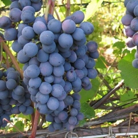 Gray rot on grapes: what it looks like, how to fight, preparations