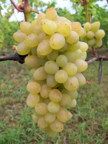 Gray rot on grapes: what it looks like, how to fight, preparations