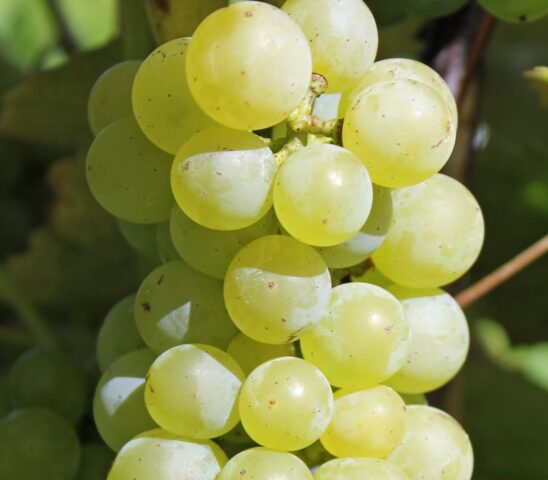 Gray rot on grapes: what it looks like, how to fight, preparations