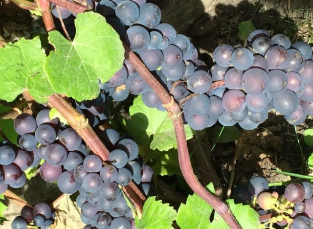 Gray rot on grapes: what it looks like, how to fight, preparations