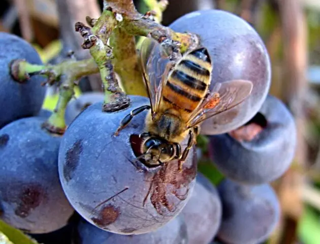 Gray rot on grapes: what it looks like, how to fight, preparations