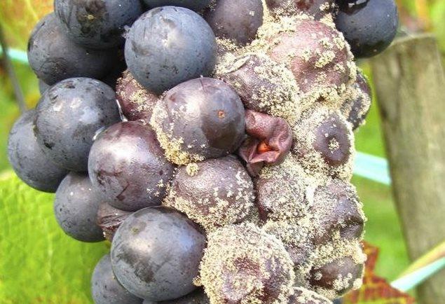 Gray rot on grapes: what it looks like, how to fight, preparations