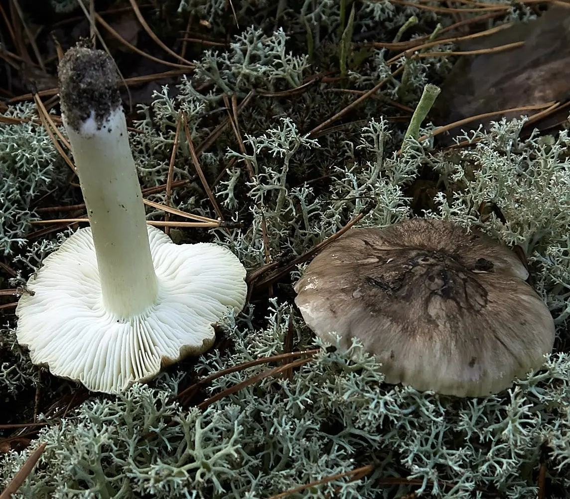 Gray Row (Tricholoma portentosum) photo and description