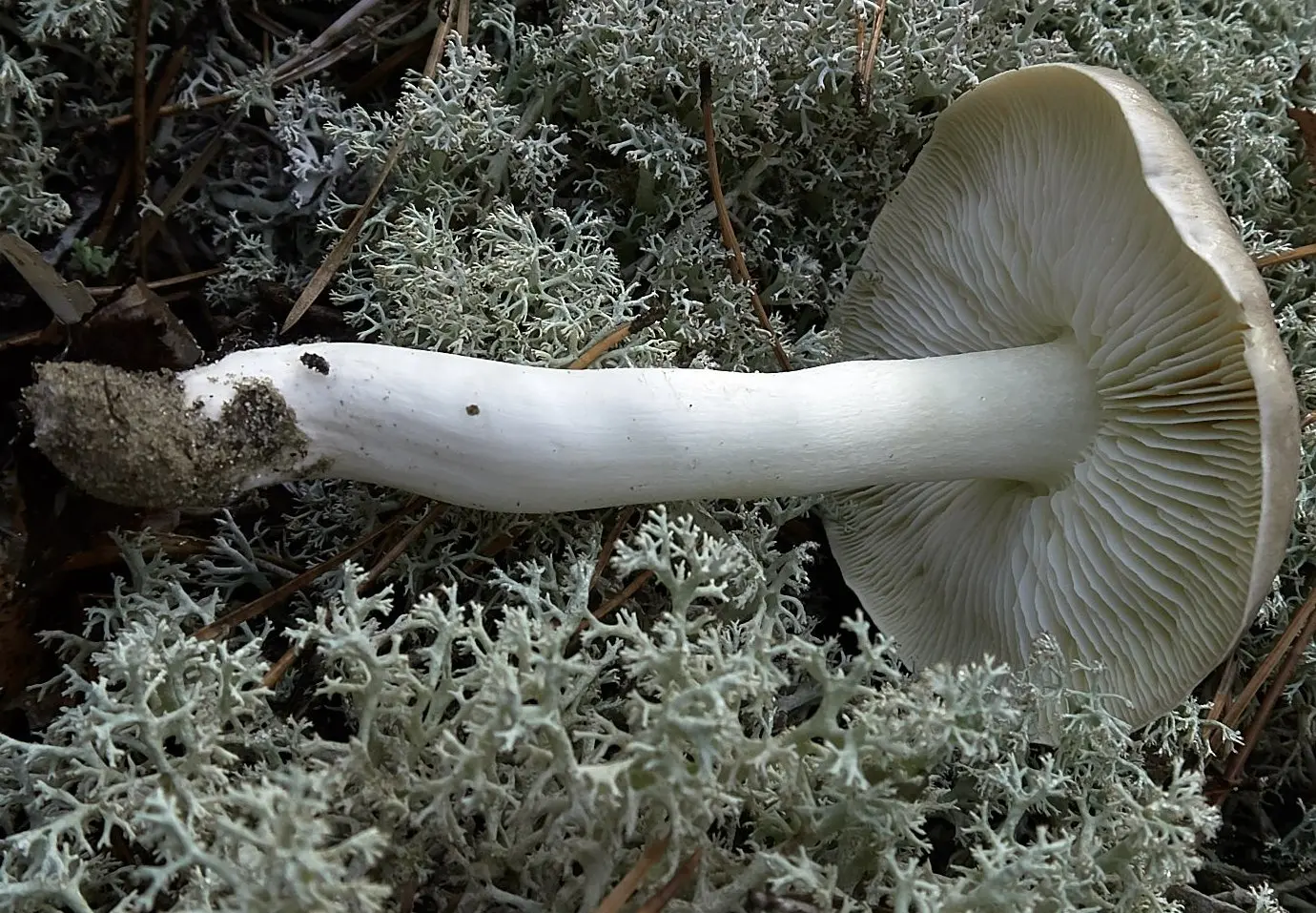 Gray Row (Tricholoma portentosum) photo and description