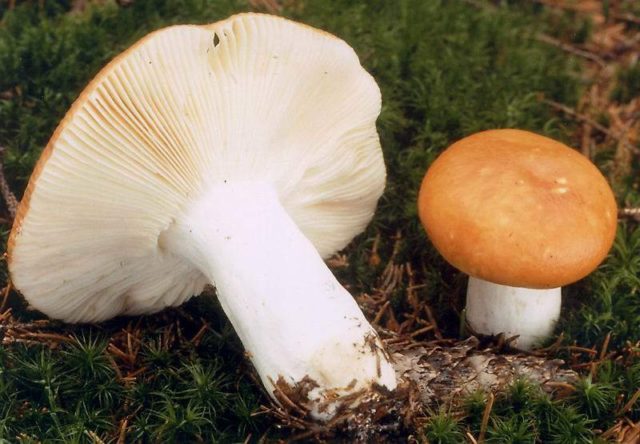 Gray russula: mushroom description, photo