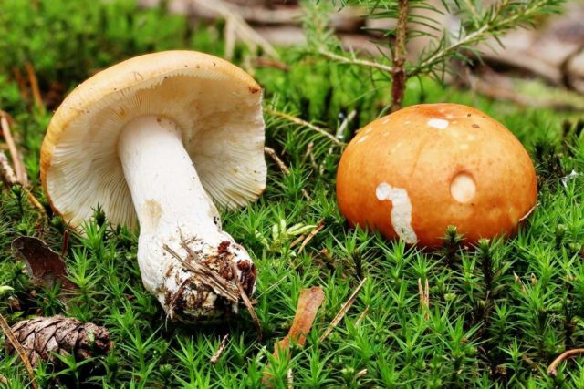 Gray russula: mushroom description, photo