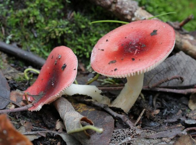 Gray russula: mushroom description, photo