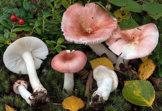 Gray russula: mushroom description, photo