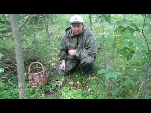 Gray russula: mushroom description, photo