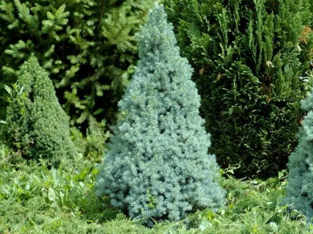 Gray spruce Pendula