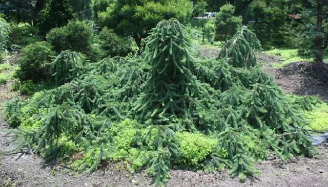 Gray spruce Pendula