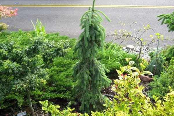 Gray spruce Pendula