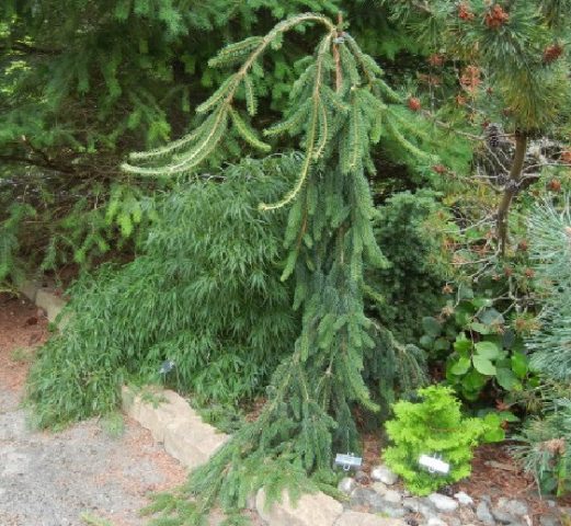 Gray spruce Pendula