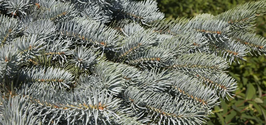 Gray spruce Pendula