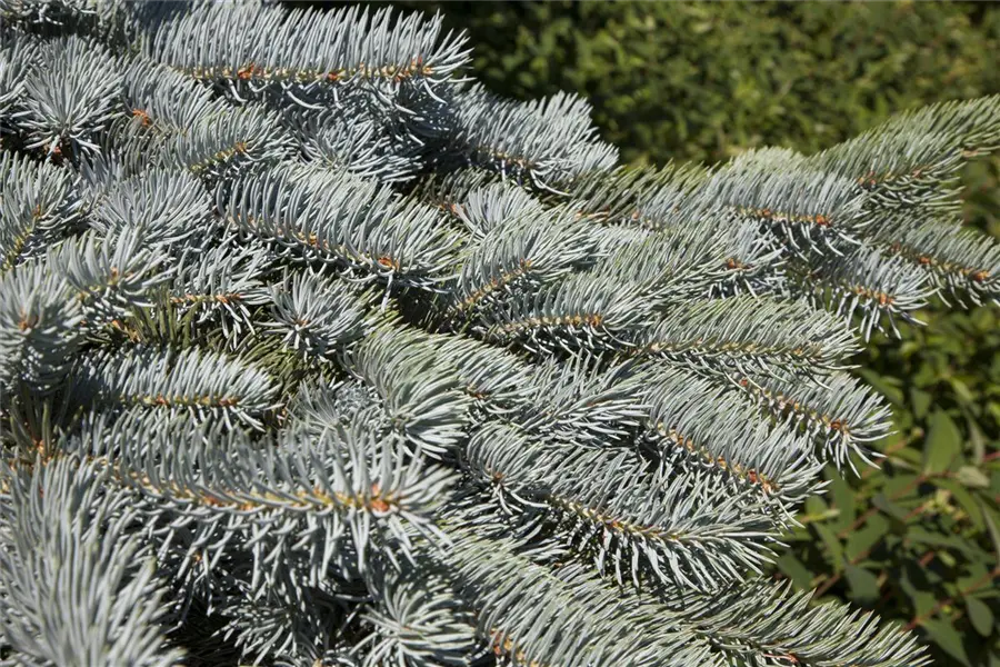 Gray spruce Pendula