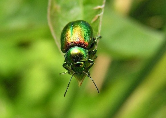 Green bug on sorrel