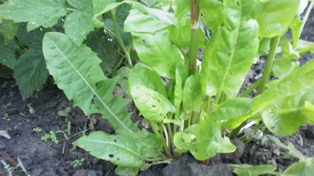 Green bug on sorrel