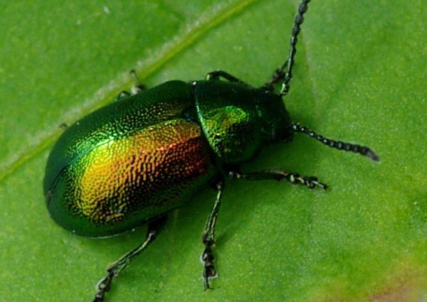 Green bug on sorrel