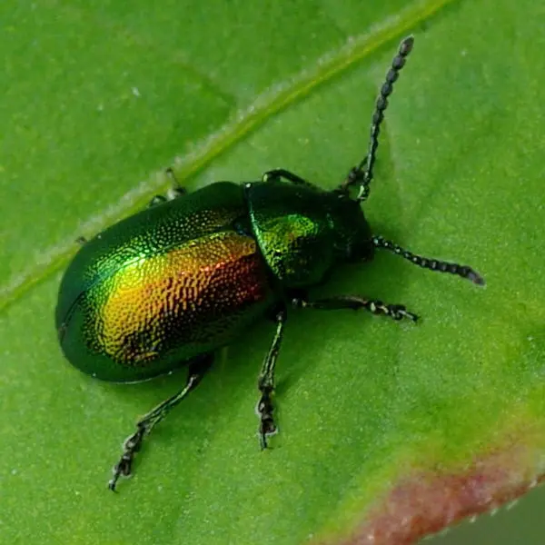 Green bug on sorrel