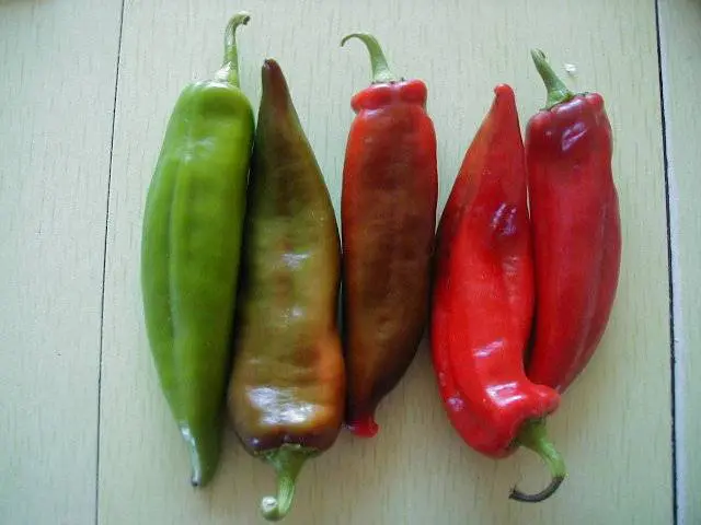 Green chili peppers: varieties, benefits, cultivation