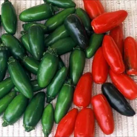 Green chili peppers: varieties, benefits, cultivation