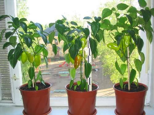 Green chili peppers: varieties, benefits, cultivation