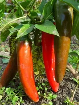 Green chili peppers: varieties, benefits, cultivation