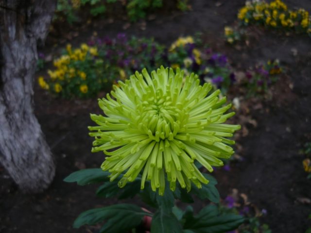 Green chrysanthemums: description and varieties