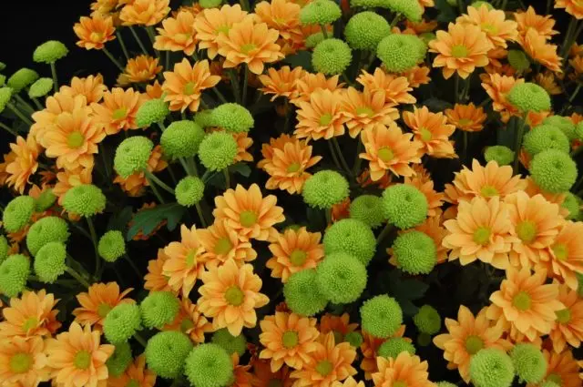 Green chrysanthemums: description and varieties