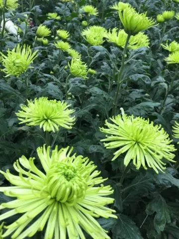 Green chrysanthemums: description and varieties