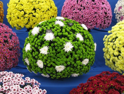 Green chrysanthemums: description and varieties