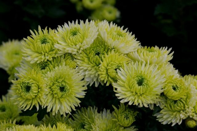 Green chrysanthemums: description and varieties