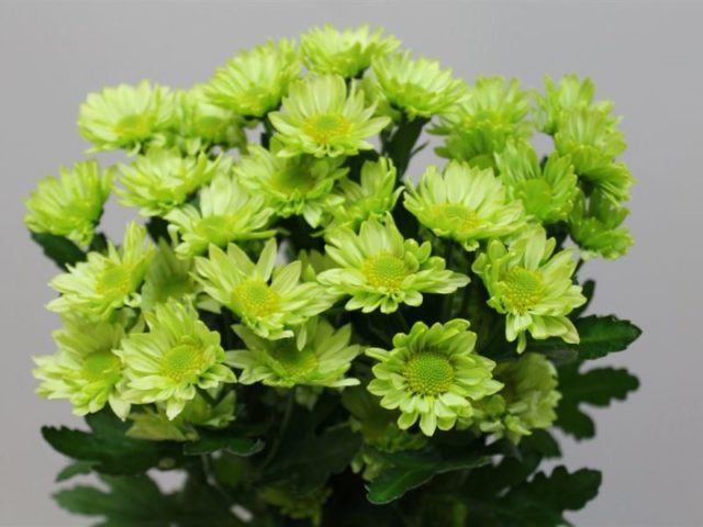 Green chrysanthemums: description and varieties