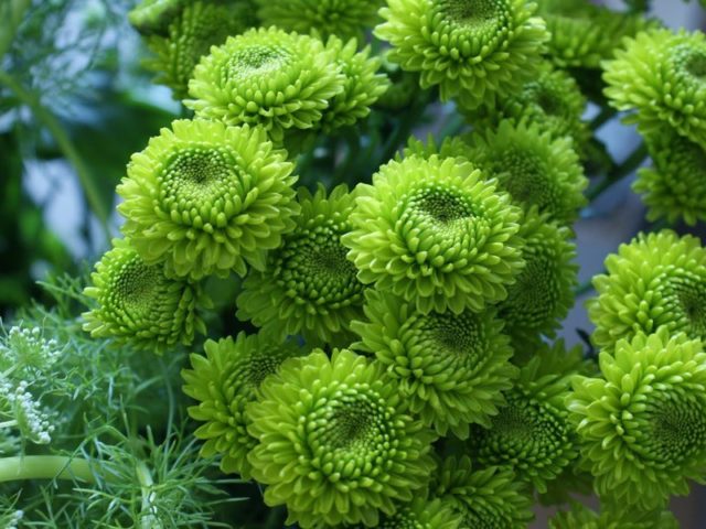 Green chrysanthemums: description and varieties