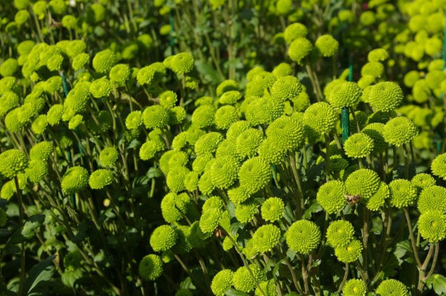 Green chrysanthemums: description and varieties