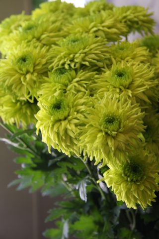 Green chrysanthemums: description and varieties