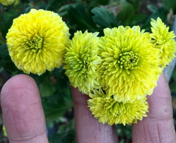 Green chrysanthemums: description and varieties