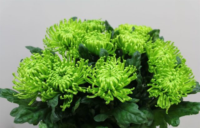 Green chrysanthemums: description and varieties