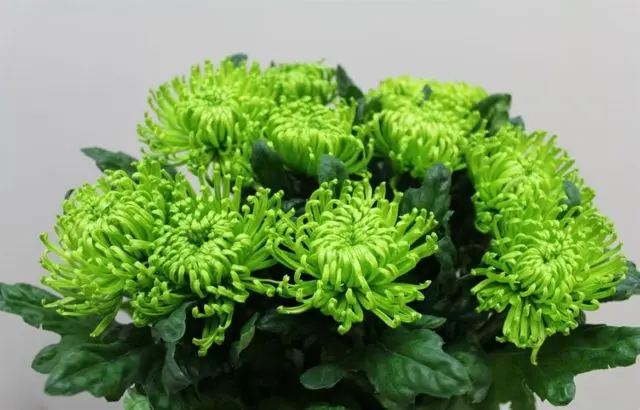 Green chrysanthemums: description and varieties