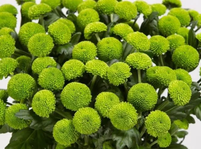 Green chrysanthemums: description and varieties