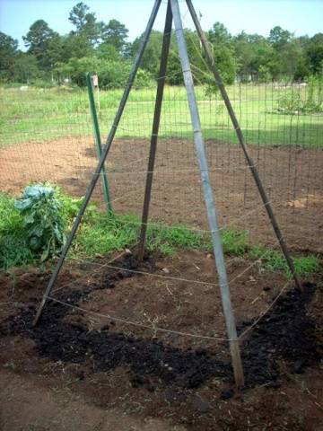 Green giant beans