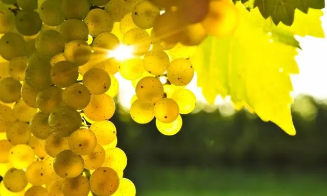 Green grape homemade wine recipes