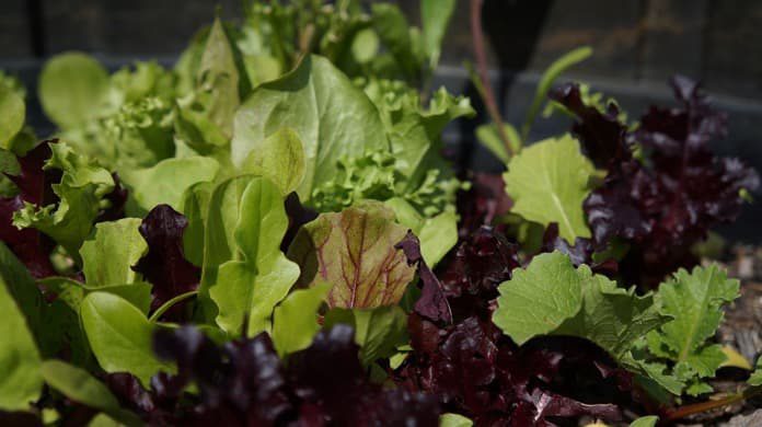 Green leafy vegetables lower the risk of type 2 diabetes