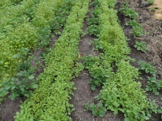 Green manure for the garden in the fall after potatoes: which is better, which ones to plant