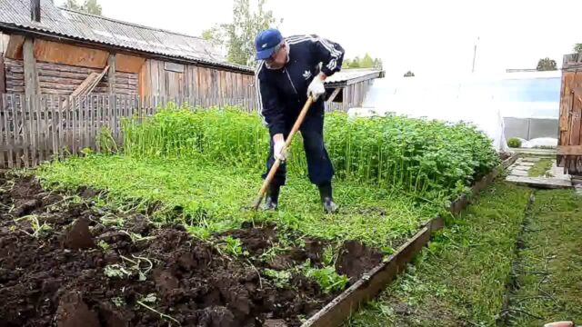 Green manure for the garden in the fall after potatoes: which is better, which ones to plant