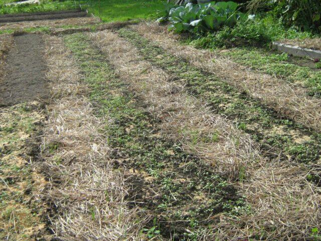 Green manure for the garden in the fall after potatoes: which is better, which ones to plant