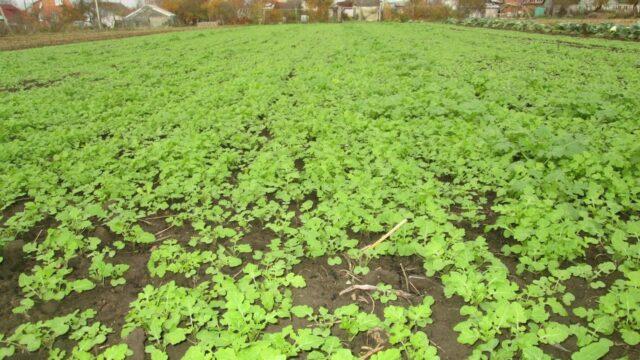 Green manure for the garden in the fall after potatoes: which is better, which ones to plant