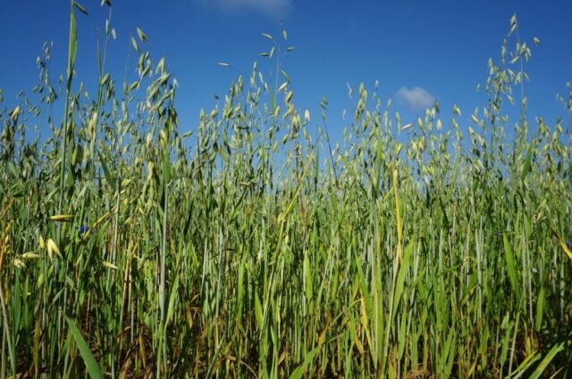 Green manure for the garden in the fall after potatoes: which is better, which ones to plant