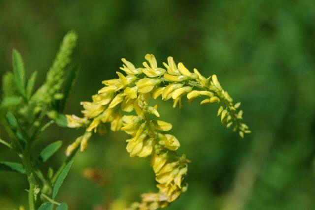 Green manure for the garden in the fall after potatoes: which is better, which ones to plant