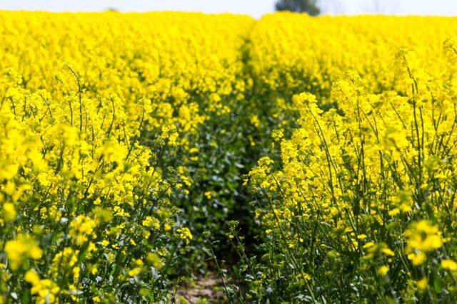 Green manure for the garden in the fall after potatoes: which is better, which ones to plant